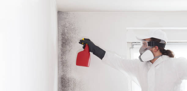 Best Post-Remediation Services in Rainbow Lakes, NJ