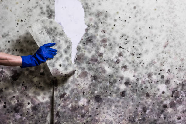 Best Attic Mold Remediation in Rainbow Lakes, NJ